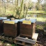 Bienen2020_04.jpg