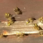 Bienen2020_10.jpg