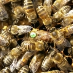 Bienen2020_14.jpg