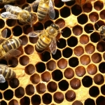 Bienen2020_15.jpg